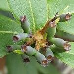 Lonicera acuminata Fruit