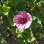 Malope trifida പുഷ്പം