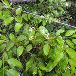 Jasminum simplicifolium Costuma