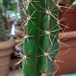 Leptocereus wrightii Blatt