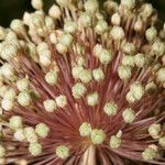 Allium atroviolaceum Bloem