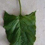 Chenopodium bonus-henricus Leaf