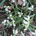 Galanthus nivalis Blüte