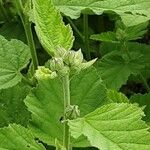 Althaea officinalis Folha