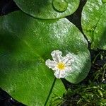 Nymphoides ezannoi Flower