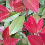 Photinia fraseri 葉