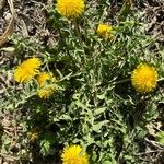 Taraxacum obliquilobum Fuelha