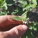 Solanum nitidibaccatum Habitus