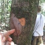 Cryptocarya transversa Corteza