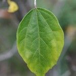 Hibiscus boryanus Blad