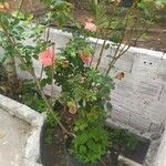 Rosa abietina ᱛᱟᱦᱮᱸ
