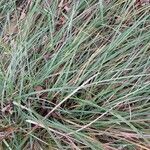 Carex flacca Ліст