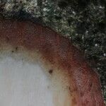 Sterculia tragacantha چھال
