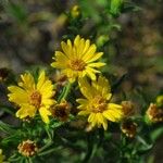 Heterotheca camporum Habit