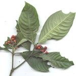 Psychotria racemosa Arall