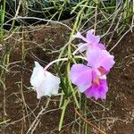 Papilionanthe teres Çiçek