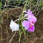 Papilionanthe teres Flower