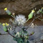 Senecio mohavensis Flor