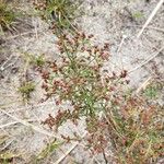 Lechea mucronata Fruit