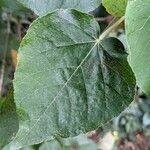 Croton urucurana Leaf