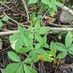 Potentilla simplex Feuille