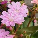 Lewisia congdonii 花