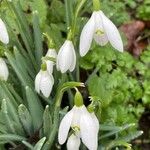 Galanthus nivalisKwiat