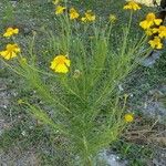 Helenium amarum Kvet