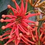 Stenocarpus sinuatus Virág