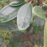 Viburnum propinquum Leaf