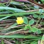 Potentilla erecta Лист