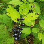 Actaea spicata Fruit