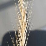 Vulpia ciliata Likasa