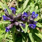 Gentiana cruciataFlor