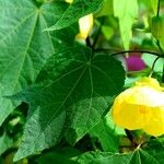 Abutilon spp. Deilen