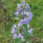 Caryopteris × clandonensisFlor