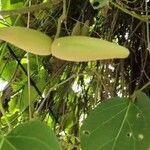 Wattakaka volubilis Fruit