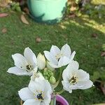 Ornithogalum arabicum Flors