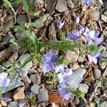 Veronica orsiniana Habitat