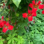 Tropaeolum speciosum Flors