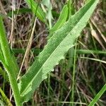 Picris hieracioides Leaf