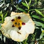 Cistus ladanifer Квітка