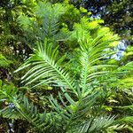 Cephalotaxus harringtonii Yaprak