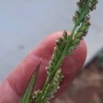 Echinochloa colonum Flower