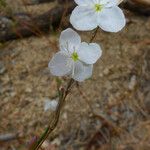 Gayophytum eriospermum Flower