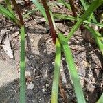 Zephyranthes carinata Ліст