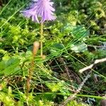 Soldanella montana Willd.Flower