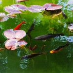 Nuphar pumila Feuille