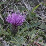 Cirsium acaule Květ