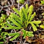 Lycopodium alpinum Blad